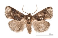 藏品(阿里山梯刺蛾)的圖片